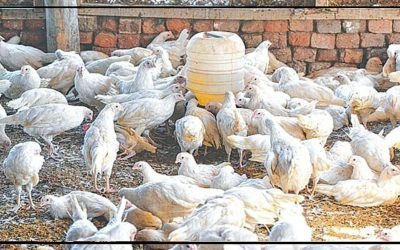 مصر کی حکومت کا شہریوں کو مرغی کے پنجے کھانے کا مشورہ