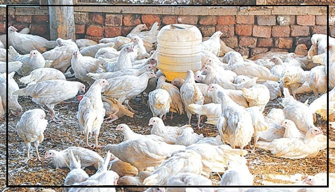 مصر کی حکومت کا شہریوں کو مرغی کے پنجے کھانے کا مشورہ