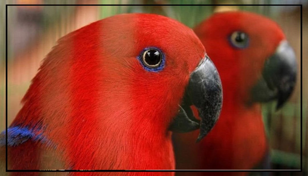 امریکا کوکاٹو طوطا مسلسل 54 برس تک ایک ہی خاندان کے ساتھ رہنے کے بعدچل بسا