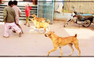 خیرپور، کتوں کے حملے میں 3 سالہ بچی جاں بحق