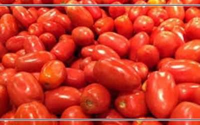 بھارت : ٹماٹر کی قیمت میں بے پناہ اضافہ، کسانوں نے کھیتوں میں پہرے لگا دیئے