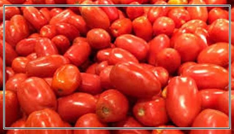 بھارت : ٹماٹر کی قیمت میں بے پناہ اضافہ، کسانوں نے کھیتوں میں پہرے لگا دیئے