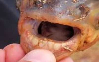 امریکی تالاب سے انسانی دانتوں والی مچھلی دریافت