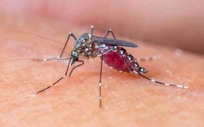 لاہورڈینگی پھیلنے لگامختلف مقامات سے 367 لاروا برآمد