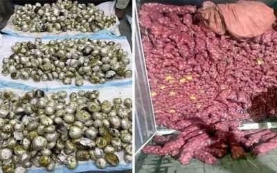 اے این ایف کی کارروائی ، کنٹینر سے پیاز میں چھپائی گئی 3 من سے زائد چرس برآمد