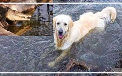 دریا میں پھنسے کتے کو خطرناک مگرمچھوں نے بچا لیا