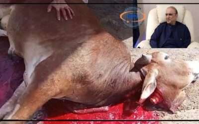 نوابشاہ ، صدرآصف زرداری کی صحت یابی کیلئے بچھڑے کا صدقہ