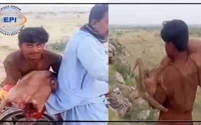 ٹھٹھہ: نایاب پہاڑی ہرنوں کا شکار، ویڈیو وائرل