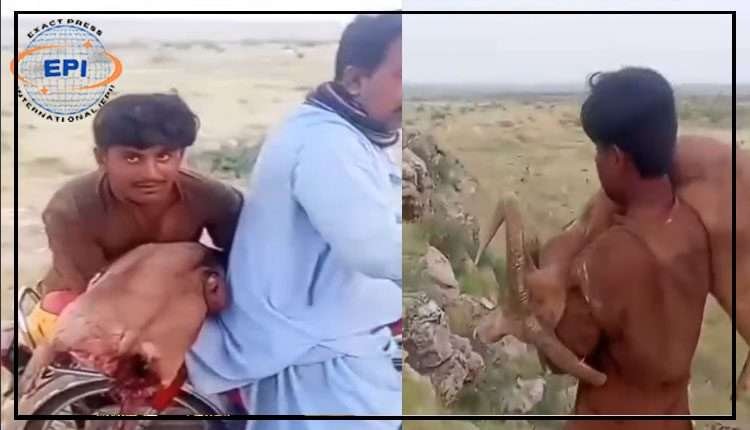 ٹھٹھہ: نایاب پہاڑی ہرنوں کا شکار، ویڈیو وائرل