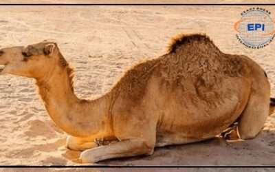 سکھر: بااثر وڈیرے کا جانور پر بدترین تشدد، اونٹنی کی ٹانگ توڑ دی