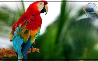طوطے نے 5 اعشاریہ33 سیکنڈ میں رنگوں کی شناخت کر کے ریکارڈ قائم کر دیا