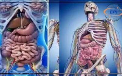 انسانی جسم میں موجود  10 اعضاء  کے بغیر بھی  زندہ رہ سکتا ہے،ماہرین